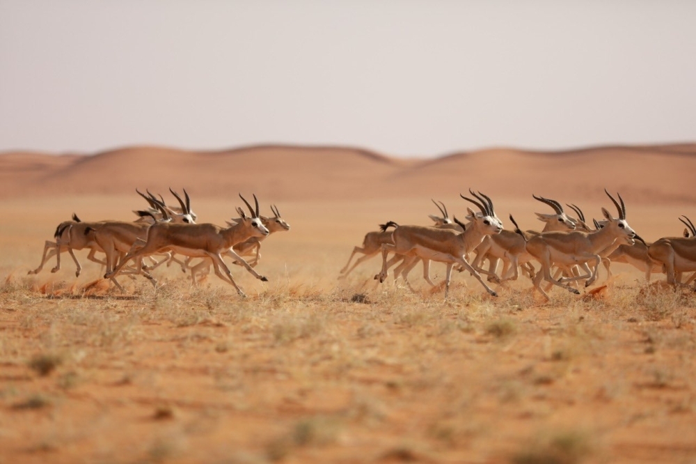 هيئة تطوير محمية الملك سلمان